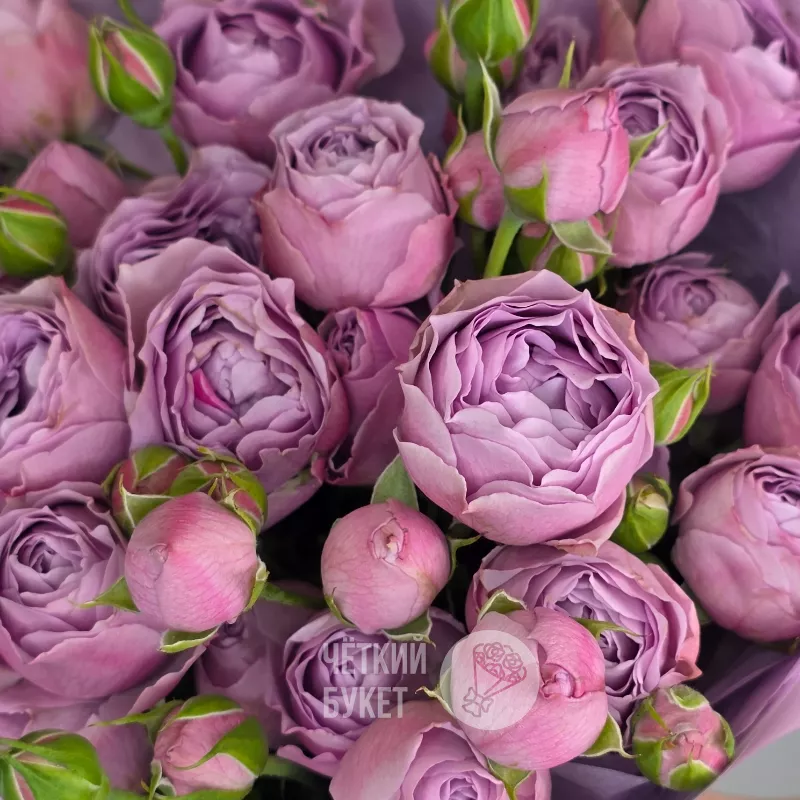 Букет из 9 кустовых пионовидных роз Лавендер баблс  3