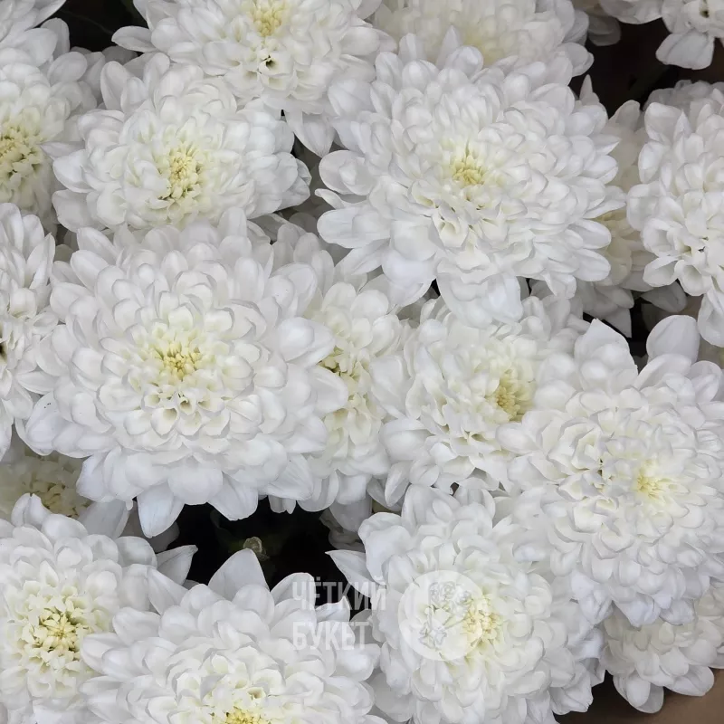 Букет из белых махровых хризантем в крафт 4