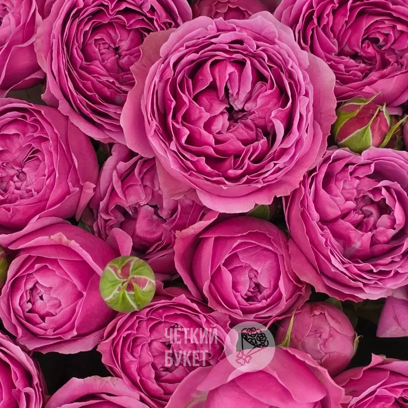 Букет из 9 пионовидных кустовых роз Мисти 2