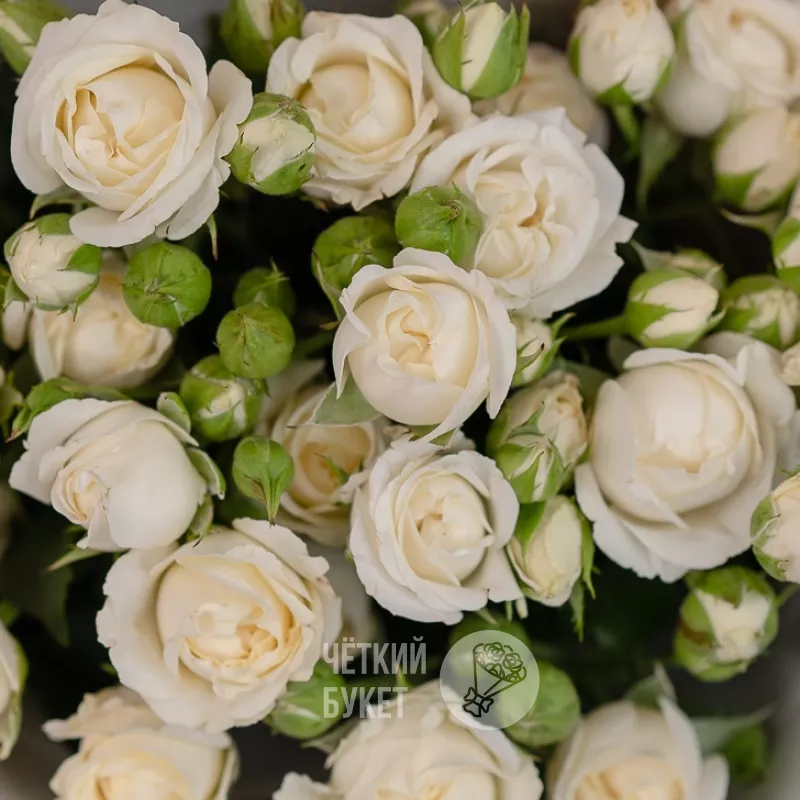 Букет из 7 белых кустовых роз Беларусь 2