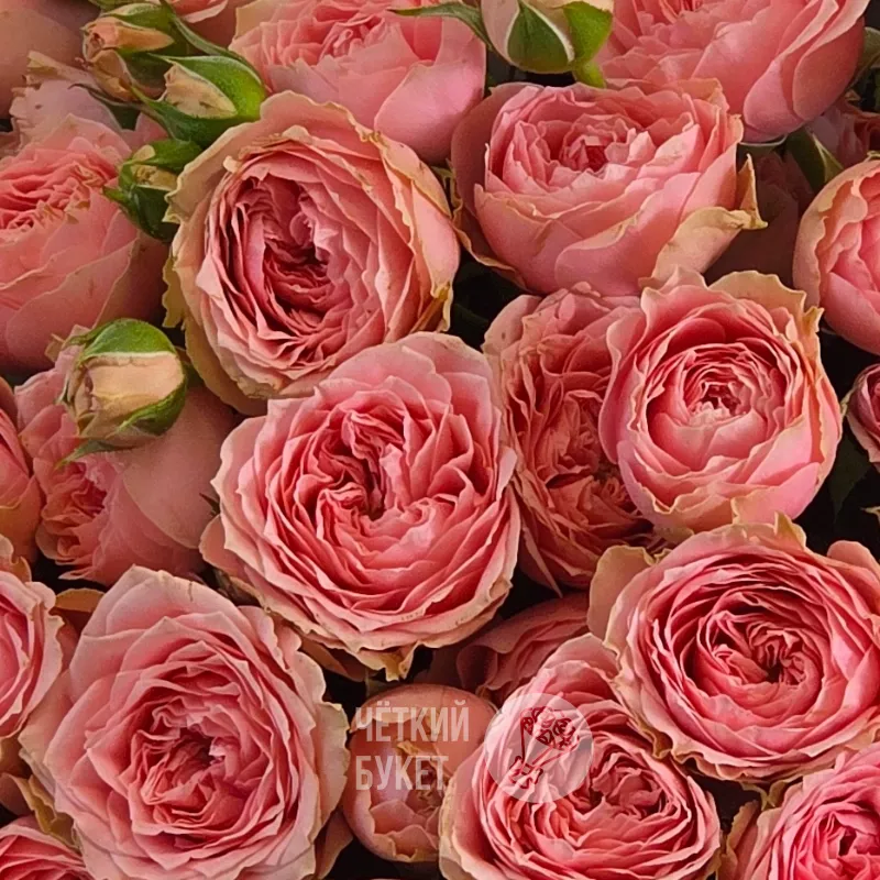 Букет из 15 розовых роз Спешл Дайменшен 3