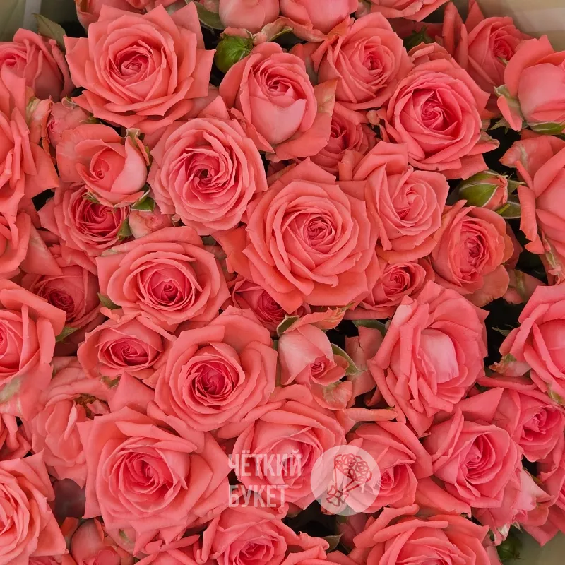 Букет из 15 кустовых коралловых роз Барбадос  3