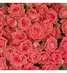 Букет из 15 кустовых коралловых роз Барбадос  3