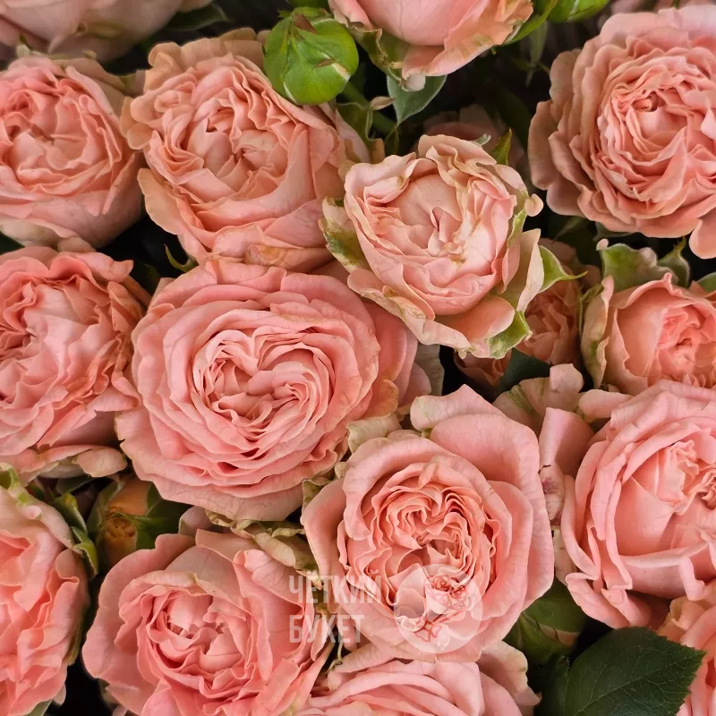 Букет из 15 пионовидных кустовых роз Мадам бомбастик 3