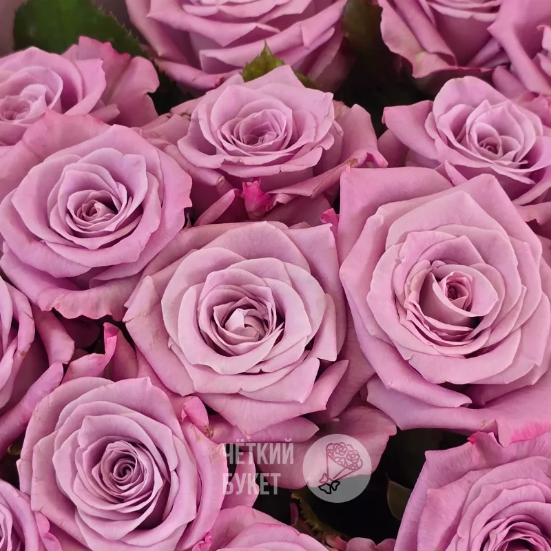Букет из 15 сиреневых фиолетовых роз Маритим  3