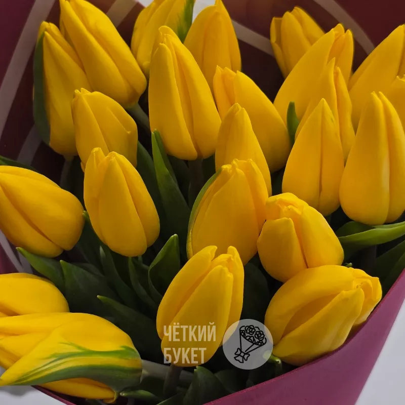 Букет из 25 желтых тюльпанов в бордовом 3