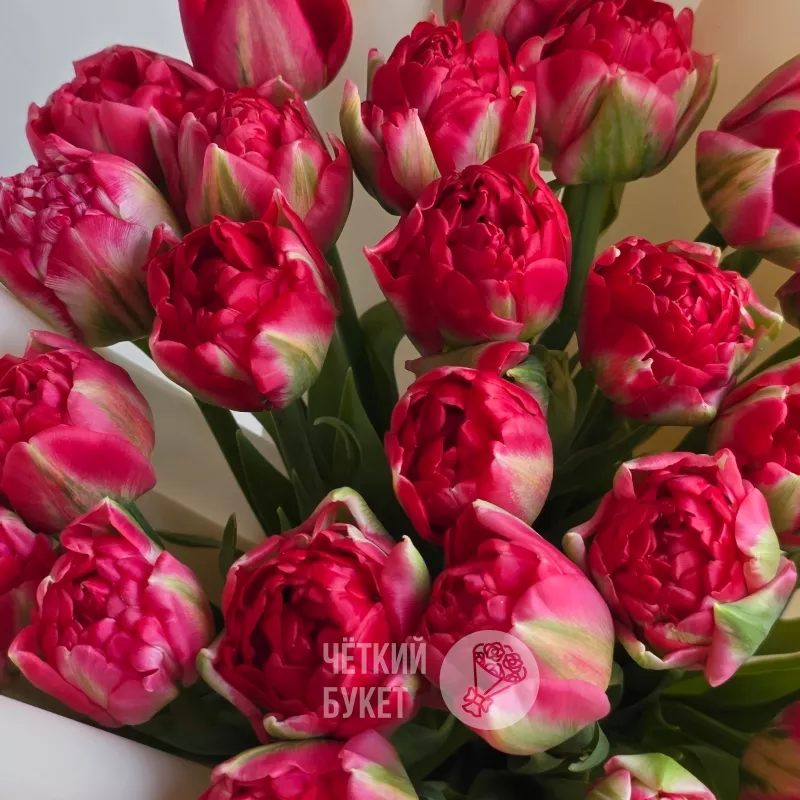 Букет из 25 пионовидных тюльпанов 2