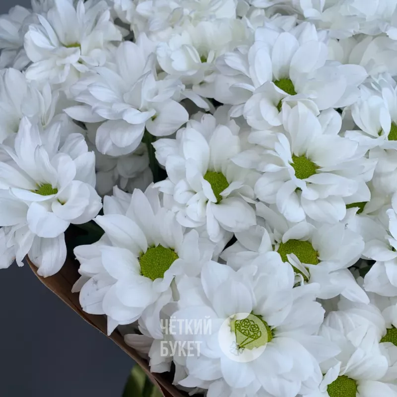 Монобукет из 15 белых ромашковых  кустовых хризантем 2