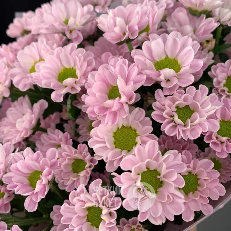 Монобукет из 9 сиреневых кустовых хризантем сантини  3