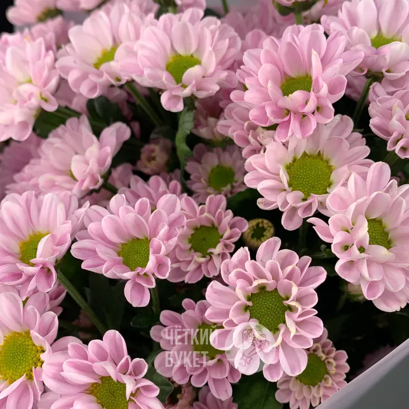 Монобукет из 9 сиреневых кустовых хризантем сантини  1