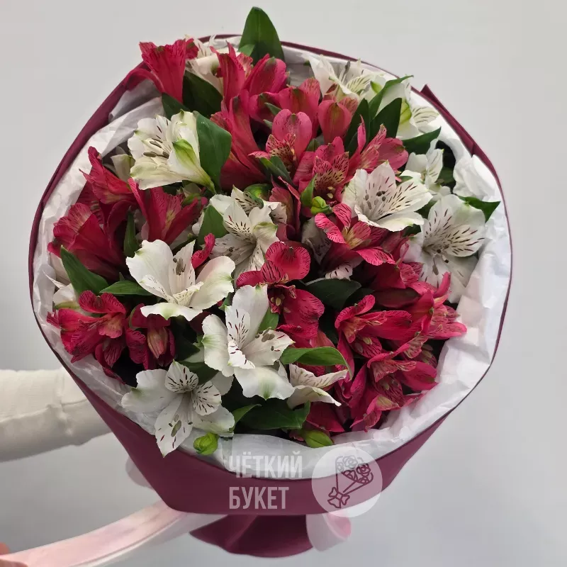 Монобукет из 11 белых и розовых малиновых альстромерий в бордовом 3