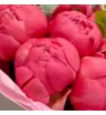 7 пионов Коралл Шарм с эвкалиптом 3