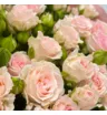 25 нежно-розовых кустовых роз Аэробик