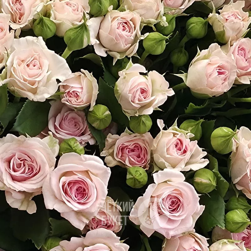 15 нежно-розовых роз Аэробик 3