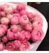 15 розовых кустовых пионовидных роз Сильва Пинк