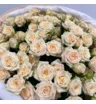 25 кремовых кустовых роз Таня в круглой упаковке фоамиран